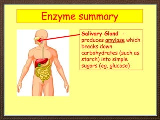 Enzyme summary
Salivary Gland -
produces amylase which
breaks down
carbohydrates (such as
starch) into simple
sugars (eg. glucose)
 