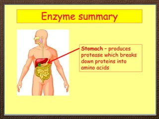 Enzyme summary
Stomach – produces
protease which breaks
down proteins into
amino acids
 