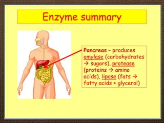 Enzyme summary
Pancreas – produces
amylase (carbohydrates
 sugars), protease
(proteins  amino
acids), lipase (fats 
fatty acids + glycerol)
 