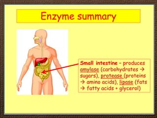 Enzyme summary
Small intestine – produces
amylase (carbohydrates 
sugars), protease (proteins
 amino acids), lipase (fats
 fatty acids + glycerol)
 