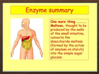 Enzyme summary
One more thing ………….
Maltase, thought to be
produced by the walls
of the small intestine,
converts the
disaccharide maltose
(formed by the action
of amylase on starch)
into the simple sugar
glucose.
 