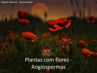 Plantas com flores -
Angiospermas
B6BOT
Papaper dubium - Papaveraceae
 