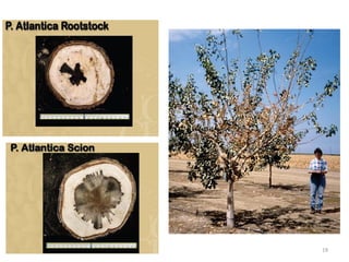 Presentation pistasio | PDF