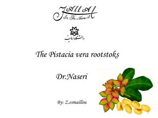 The Pistacia vera rootstoks
Dr.Naseri
By: Z.esmaillou
1
 