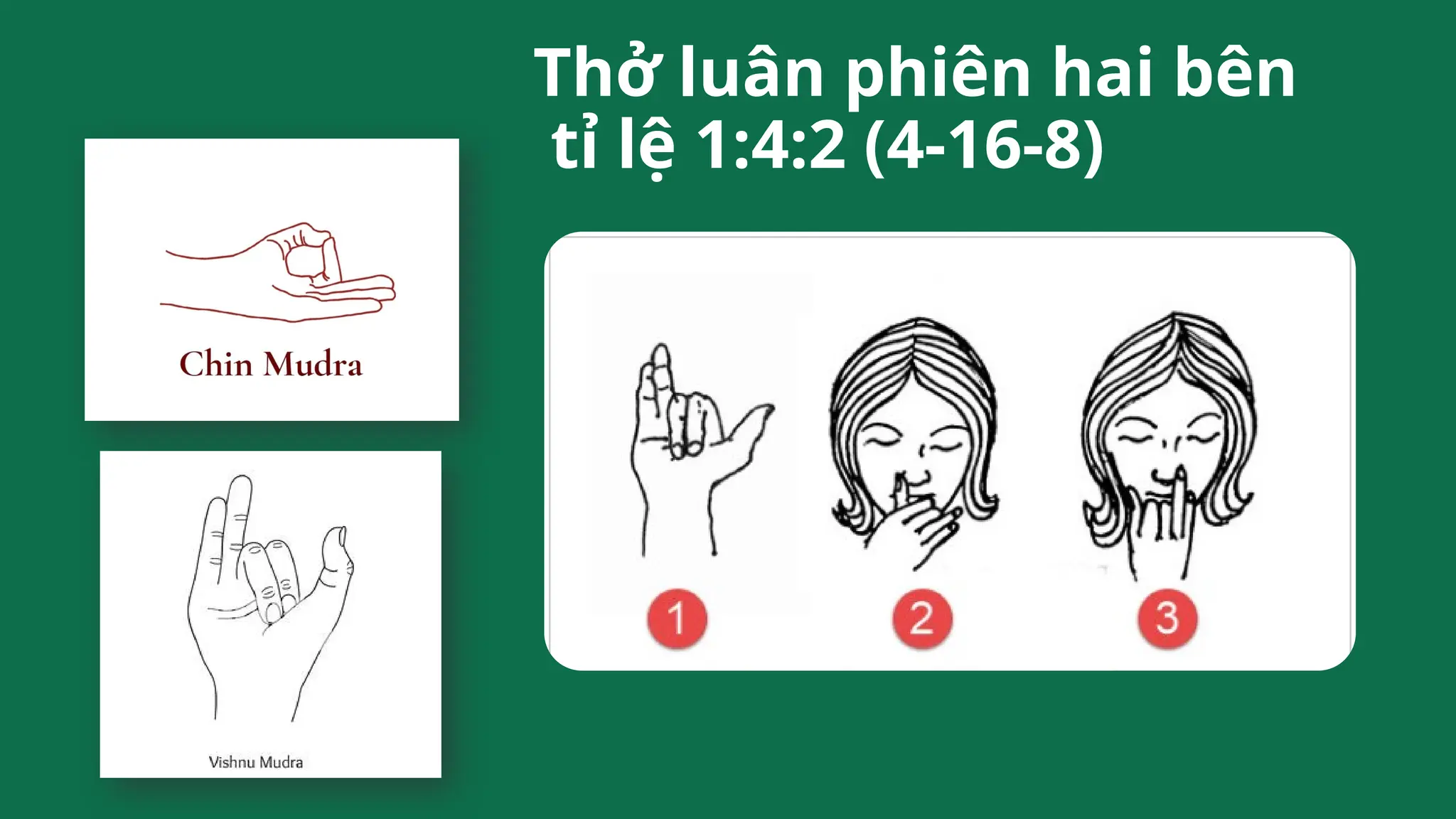 Thở luân phiên hai bên
tỉ lệ 1:4:2 (4-16-8)
 