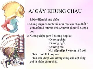 A/ GÃY KHUNG CHẬU
I.Đặc điểm khung chậu
1.Khung chậu có hình thể như một cái chậu thắt ở
giữa,gồm 2 xương chậu,xương cùng và xương
cụt
2.Xương chậu gồm 3 xương hợp lại:
+Xương chậu.
+Xương ngồi.
+Xương mu.
Nơi tiếp giáp 3 xương là ỗ cối.
Phía trước là khớp mu.
Phía sau khớp với xương cùng của cột sống
gọi là khớp cùng chậu.

 