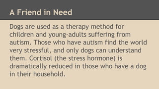 A Friend in Need 
Dogs are used as a therapy method for 
children and young-adults suffering from 
autism. Those who have autism find the world 
very stressful, and only dogs can understand 
them. Cortisol (the stress hormone) is 
dramatically reduced in those who have a dog 
in their household. 
 