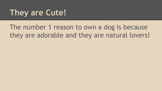 They are Cute! 
The number 1 reason to own a dog is because 
they are adorable and they are natural lovers! 
 