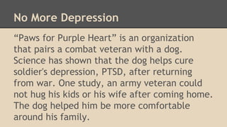 No More Depression 
“Paws for Purple Heart” is an organization 
that pairs a combat veteran with a dog. 
Science has shown that the dog helps cure 
soldier's depression, PTSD, after returning 
from war. One study, an army veteran could 
not hug his kids or his wife after coming home. 
The dog helped him be more comfortable 
around his family. 
 