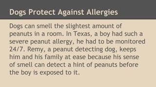 Dogs Protect Against Allergies 
Dogs can smell the slightest amount of 
peanuts in a room. In Texas, a boy had such a 
severe peanut allergy, he had to be monitored 
24/7. Remy, a peanut detecting dog, keeps 
him and his family at ease because his sense 
of smell can detect a hint of peanuts before 
the boy is exposed to it. 
 