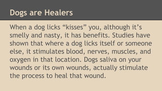 Dogs are Healers 
When a dog licks “kisses” you, although it’s 
smelly and nasty, it has benefits. Studies have 
shown that where a dog licks itself or someone 
else, it stimulates blood, nerves, muscles, and 
oxygen in that location. Dogs saliva on your 
wounds or its own wounds, actually stimulate 
the process to heal that wound. 
 