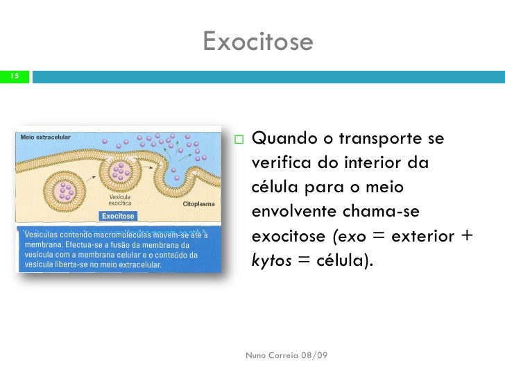 A Função De Transporte No Interior Da Célula é Exercida
