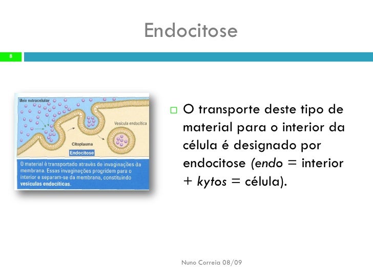A Função De Transporte No Interior Da Célula é Exercida