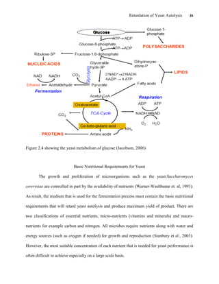 Retardation of Yeast Autolysis 35
Figure 2.4 showing the yeast metabolism of glucose (Jacobson, 2006)
Basic Nutritional Requirements for Yeast
The growth and proliferation of microorganisms such as the yeast Saccharomyces
cerevisiae are controlled in part by the availability of nutrients (Werner-Washburne et. al, 1993).
As result, the medium that is used for the fermentation process must contain the basic nutritional
requirements that will retard yeast autolysis and produce maximum yield of product. There are
two classifications of essential nutrients, micro-nutrients (vitamins and minerals) and macro-
nutrients for example carbon and nitrogen. All microbes require nutrients along with water and
energy sources (such as oxygen if needed) for growth and reproduction (Stanbury et al., 2003).
However, the most suitable concentration of each nutrient that is needed for yeast performance is
often difficult to achieve especially on a large scale basis.
 