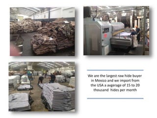 We are the largest raw hide buyer
in Mexico and we import from
the USA a avgerage of 15 to 20
thousand hides per month
 
