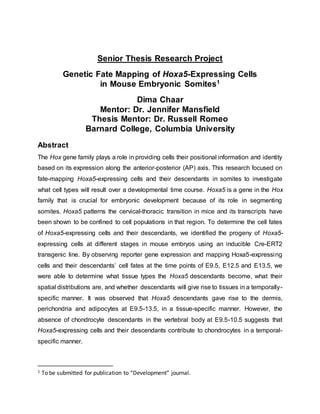 Senior Thesis Research Project
Genetic Fate Mapping of Hoxa5-Expressing Cells
in Mouse Embryonic Somites1
Dima Chaar
Mentor: Dr. Jennifer Mansfield
Thesis Mentor: Dr. Russell Romeo
Barnard College, Columbia University
Abstract
The Hox gene family plays a role in providing cells their positional information and identity
based on its expression along the anterior-posterior (AP) axis. This research focused on
fate-mapping Hoxa5-expressing cells and their descendants in somites to investigate
what cell types will result over a developmental time course. Hoxa5 is a gene in the Hox
family that is crucial for embryonic development because of its role in segmenting
somites. Hoxa5 patterns the cervical-thoracic transition in mice and its transcripts have
been shown to be confined to cell populations in that region. To determine the cell fates
of Hoxa5-expressing cells and their descendants, we identified the progeny of Hoxa5-
expressing cells at different stages in mouse embryos using an inducible Cre-ERT2
transgenic line. By observing reporter gene expression and mapping Hoxa5-expressing
cells and their descendants’ cell fates at the time points of E9.5, E12.5 and E13.5, we
were able to determine what tissue types the Hoxa5 descendants become, what their
spatial distributions are, and whether descendants will give rise to tissues in a temporally-
specific manner. It was observed that Hoxa5 descendants gave rise to the dermis,
perichondria and adipocytes at E9.5-13.5, in a tissue-specific manner. However, the
absence of chondrocyte descendants in the vertebral body at E9.5-10.5 suggests that
Hoxa5-expressing cells and their descendants contribute to chondrocytes in a temporal-
specific manner.
1 To be submitted for publication to “Development” journal.
 