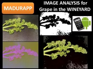 MADURAPP
IMAGE ANALYSIS for
Grape in the WINEYARD
 