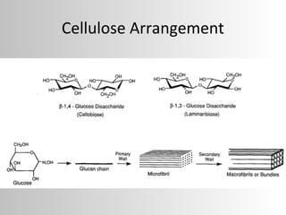 Plant Cell Wall Mod | PPT