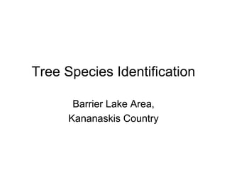 Tree Species Identification
Barrier Lake Area,
Kananaskis Country
 
