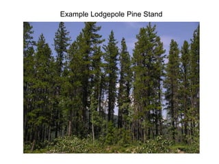 Example Lodgepole Pine Stand
 