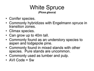 White Spruce
(Picea glauca)
• Conifer species.
• Commonly hybridizes with Engelmann spruce in
transition zones.
• Climax species.
• Can grow up to 40m tall.
• Commonly found as an understory species to
aspen and lodgepole pine.
• Commonly found in mixed stands with other
species. Pure stands are uncommon.
• Commonly used as lumber and pulp.
• AVI Code = Sw
 