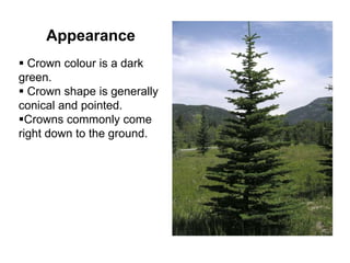 Appearance
 Crown colour is a dark
green.
 Crown shape is generally
conical and pointed.
Crowns commonly come
right down to the ground.
 