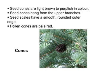 Cones
 Seed cones are light brown to purplish in colour.
 Seed cones hang from the upper branches.
 Seed scales have a smooth, rounded outer
edge.
 Pollen cones are pale red.
 