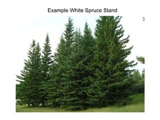 Example White Spruce Stand
 