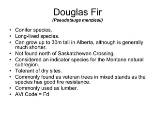 Douglas Fir
(Pseudotsuga menziesii)
• Conifer species.
• Long-lived species.
• Can grow up to 30m tall in Alberta, although is generally
much shorter.
• Not found north of Saskatchewan Crossing.
• Considered an indicator species for the Montane natural
subregion.
• Tolerant of dry sites.
• Commonly found as veteran trees in mixed stands as the
species has good fire resistance.
• Commonly used as lumber.
• AVI Code = Fd
 