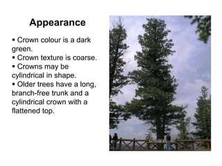 Appearance
 Crown colour is a dark
green.
 Crown texture is coarse.
 Crowns may be
cylindrical in shape.
 Older trees have a long,
branch-free trunk and a
cylindrical crown with a
flattened top.
 
