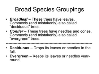 Broad Species Groupings
• Broadleaf – These trees have leaves.
Commonly (and mistakenly) also called
“deciduous” trees.
• Conifer – These trees have needles and cones.
Commonly (and mistakenly) also called
“evergreen” trees.
-------------------------------------------------------------------
• Deciduous – Drops its leaves or needles in the
fall.
• Evergreen – Keeps its leaves or needles year-
round.
 