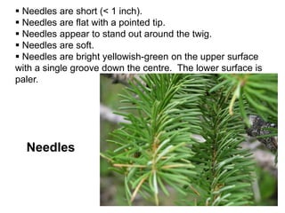 Needles
 Needles are short (< 1 inch).
 Needles are flat with a pointed tip.
 Needles appear to stand out around the twig.
 Needles are soft.
 Needles are bright yellowish-green on the upper surface
with a single groove down the centre. The lower surface is
paler.
 