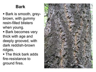 Bark
 Bark is smooth, grey-
brown, with gummy
resin-filled blisters
when young.
 Bark becomes very
thick with age and
deeply grooved, with
dark reddish-brown
ridges.
 The thick bark adds
fire-resistance to
ground fires.
 