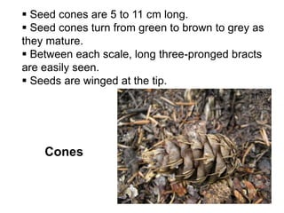 Cones
 Seed cones are 5 to 11 cm long.
 Seed cones turn from green to brown to grey as
they mature.
 Between each scale, long three-pronged bracts
are easily seen.
 Seeds are winged at the tip.
 
