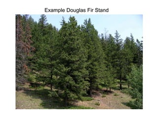 Example Douglas Fir Stand
 