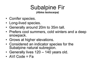 Subalpine Fir
(Abies lasiocarpa)
• Conifer species.
• Long-lived species.
• Generally around 20m to 35m tall.
• Prefers cool summers, cold winters and a deep
snowpack.
• Grows at higher elevations.
• Considered an indicator species for the
Subalpine natural subregion.
• Generally lives 120 – 140 years old.
• AVI Code = Fa
 