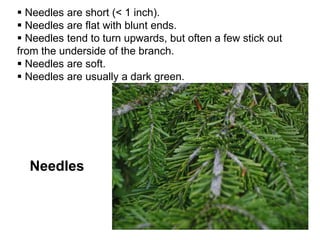 Needles
 Needles are short (< 1 inch).
 Needles are flat with blunt ends.
 Needles tend to turn upwards, but often a few stick out
from the underside of the branch.
 Needles are soft.
 Needles are usually a dark green.
 