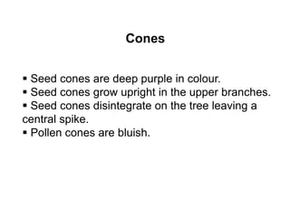Cones
 Seed cones are deep purple in colour.
 Seed cones grow upright in the upper branches.
 Seed cones disintegrate on the tree leaving a
central spike.
 Pollen cones are bluish.
 