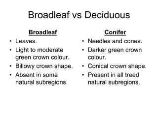 Broadleaf vs Deciduous
Broadleaf
• Leaves.
• Light to moderate
green crown colour.
• Billowy crown shape.
• Absent in some
natural subregions.
Conifer
• Needles and cones.
• Darker green crown
colour.
• Conical crown shape.
• Present in all treed
natural subregions.
 