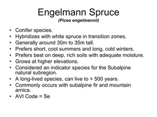 Engelmann Spruce
(Picea engelmannii)
• Conifer species.
• Hybridizes with white spruce in transition zones.
• Generally around 30m to 35m tall.
• Prefers short, cool summers and long, cold winters.
• Prefers best on deep, rich soils with adequate moisture.
• Grows at higher elevations.
• Considered an indicator species for the Subalpine
natural subregion.
• A long-lived species, can live to > 500 years.
• Commonly occurs with subalpine fir and mountain
arnica.
• AVI Code = Se
 
