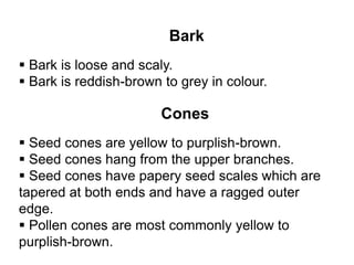 Bark
 Bark is loose and scaly.
 Bark is reddish-brown to grey in colour.
Cones
 Seed cones are yellow to purplish-brown.
 Seed cones hang from the upper branches.
 Seed cones have papery seed scales which are
tapered at both ends and have a ragged outer
edge.
 Pollen cones are most commonly yellow to
purplish-brown.
 