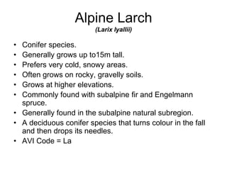 Alpine Larch
(Larix lyallii)
• Conifer species.
• Generally grows up to15m tall.
• Prefers very cold, snowy areas.
• Often grows on rocky, gravelly soils.
• Grows at higher elevations.
• Commonly found with subalpine fir and Engelmann
spruce.
• Generally found in the subalpine natural subregion.
• A deciduous conifer species that turns colour in the fall
and then drops its needles.
• AVI Code = La
 