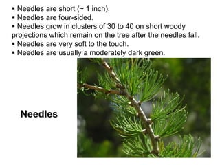 Needles
 Needles are short (~ 1 inch).
 Needles are four-sided.
 Needles grow in clusters of 30 to 40 on short woody
projections which remain on the tree after the needles fall.
 Needles are very soft to the touch.
 Needles are usually a moderately dark green.
 