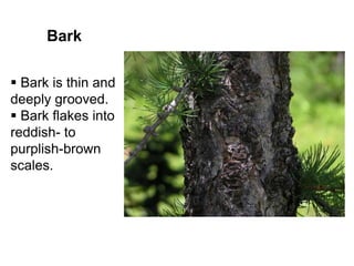 Bark
 Bark is thin and
deeply grooved.
 Bark flakes into
reddish- to
purplish-brown
scales.
 