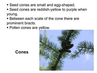 Cones
 Seed cones are small and egg-shaped.
 Seed cones are reddish-yellow to purple when
young.
 Between each scale of the cone there are
prominent bracts.
 Pollen cones are yellow.
 
