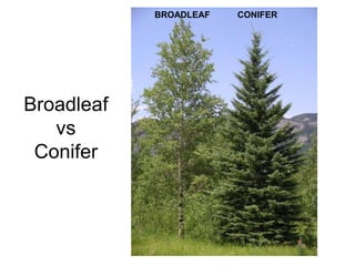 Broadleaf
vs
Conifer
CONIFERBROADLEAF
 