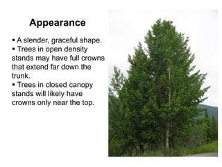Appearance
 A slender, graceful shape.
 Trees in open density
stands may have full crowns
that extend far down the
trunk.
 Trees in closed canopy
stands will likely have
crowns only near the top.
 
