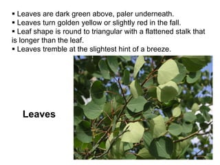 Leaves
 Leaves are dark green above, paler underneath.
 Leaves turn golden yellow or slightly red in the fall.
 Leaf shape is round to triangular with a flattened stalk that
is longer than the leaf.
 Leaves tremble at the slightest hint of a breeze.
 