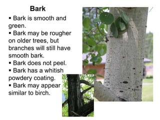 Bark
 Bark is smooth and
green.
 Bark may be rougher
on older trees, but
branches will still have
smooth bark.
 Bark does not peel.
 Bark has a whitish
powdery coating.
 Bark may appear
similar to birch.
 