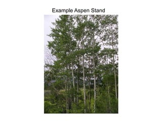 Example Aspen Stand
 